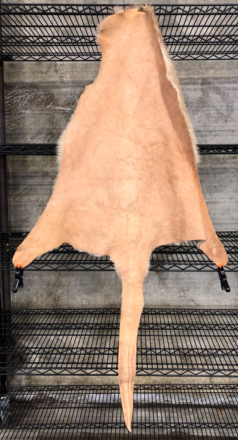 Genuine Australian Kangaroo Tan/Brown Whole Pelt/Hide with Fur - 60&quot; x 38&quot;