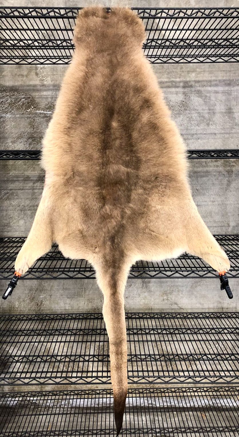 Genuine Australian Kangaroo Tan/Brown Whole Pelt/Hide with Fur - 60&quot; x 38&quot;