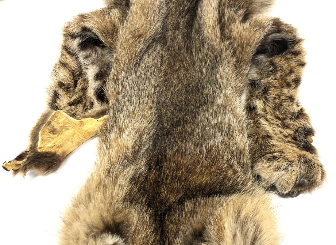 Tanned Bobcat Hide Full Body Pelt Intact Taxidermy Craft Supply Lynx Rufus