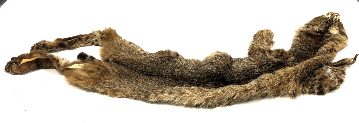 Tanned Bobcat Hide Full Body Pelt Intact Taxidermy Craft Supply Lynx Rufus