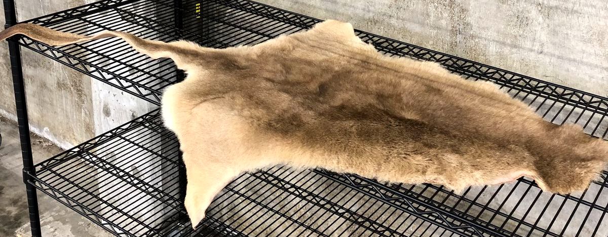 Genuine Australian Kangaroo Tan/Brown Whole Pelt/Hide with Fur - 60&quot; x 38&quot;