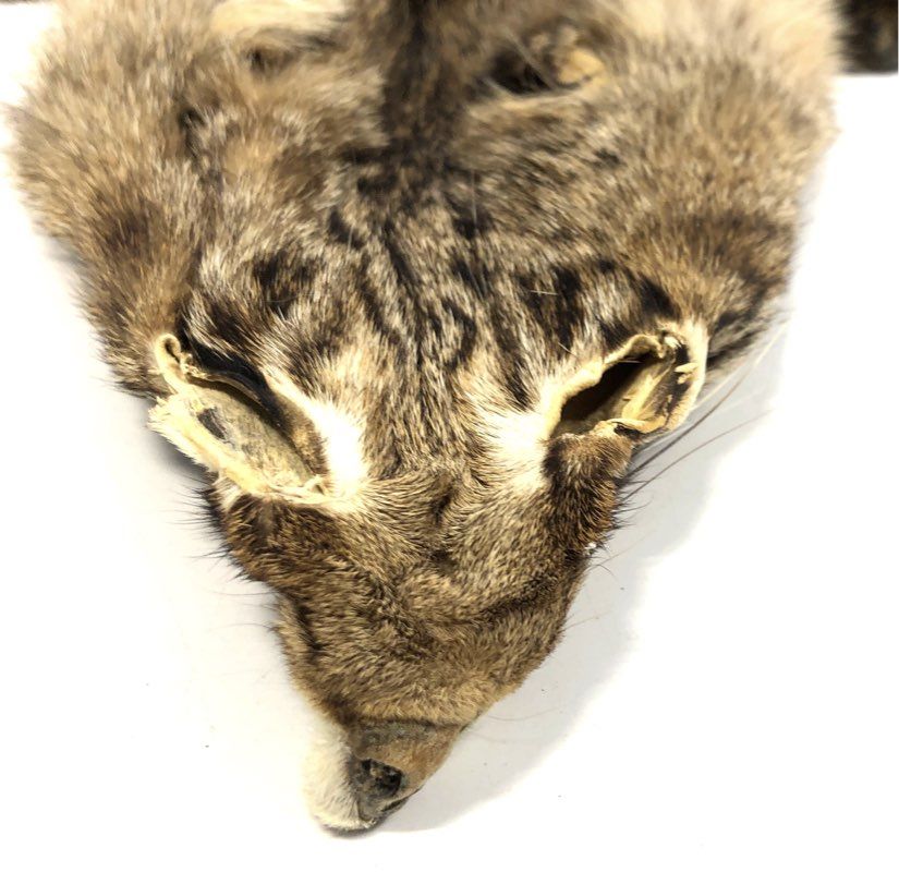 Tanned Bobcat Hide Full Body Pelt Intact Taxidermy Craft Supply Lynx Rufus