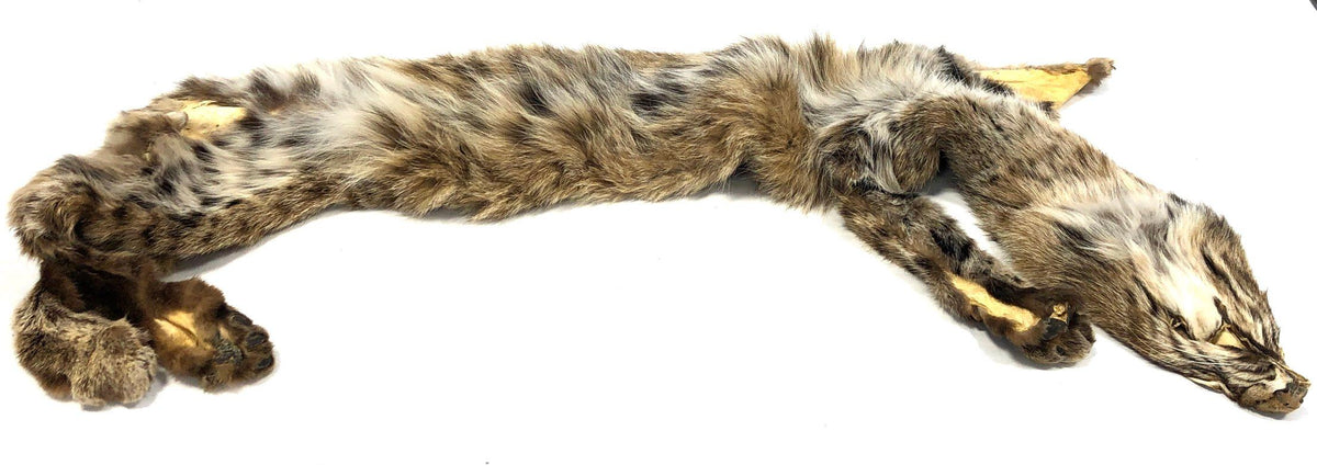 Tanned Bobcat Hide Full Body Pelt Intact Taxidermy Craft Supply Lynx Rufus