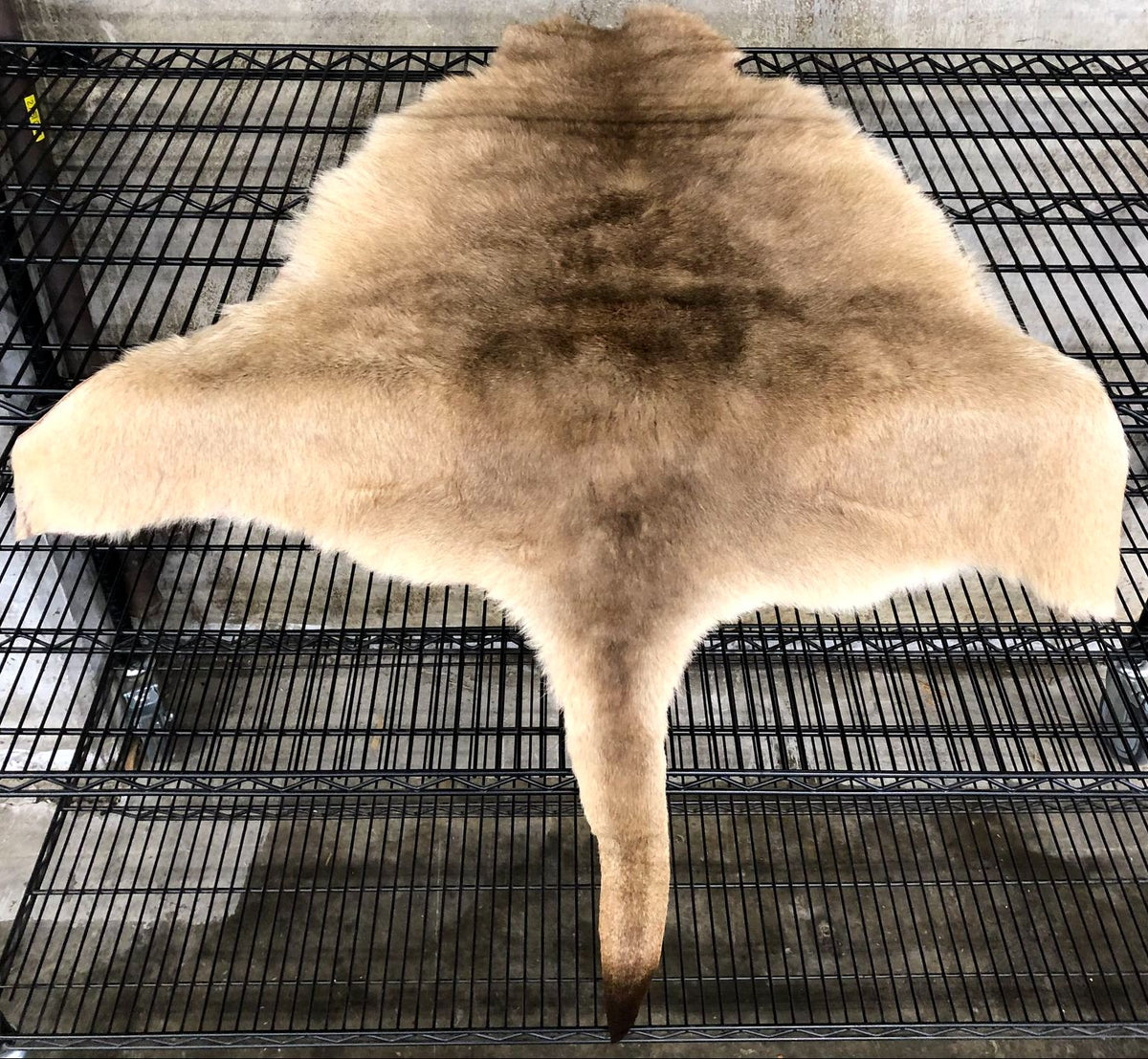 Genuine Australian Kangaroo Tan/Brown Whole Pelt/Hide with Fur - 60&quot; x 38&quot;