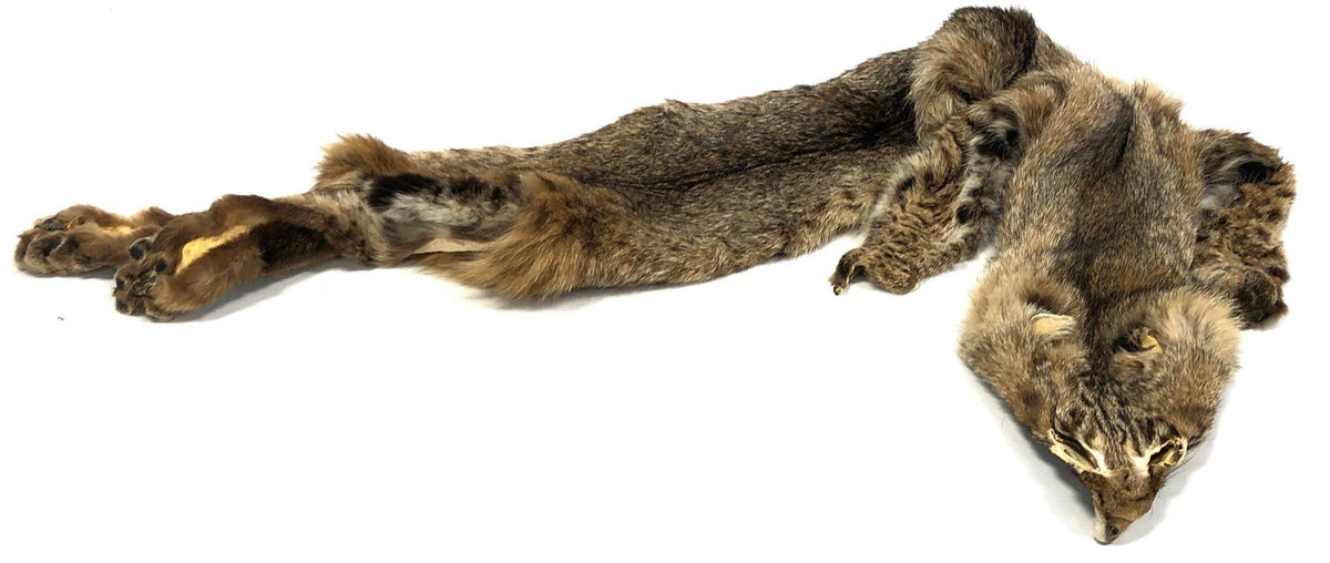 Tanned Bobcat Hide Full Body Pelt Intact Taxidermy Craft Supply Lynx Rufus